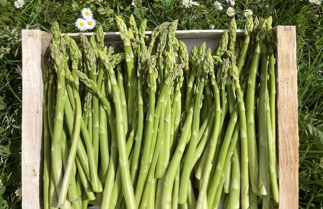 Guillaume Ballot Asperges