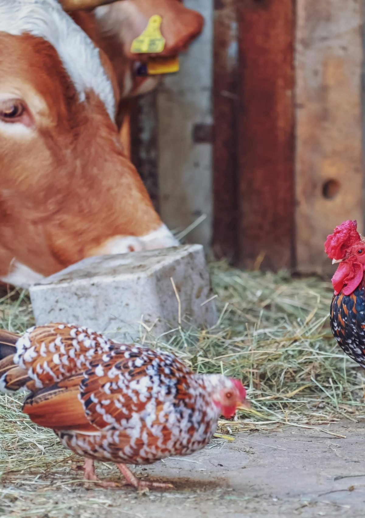 Catégorie producteurs : viande